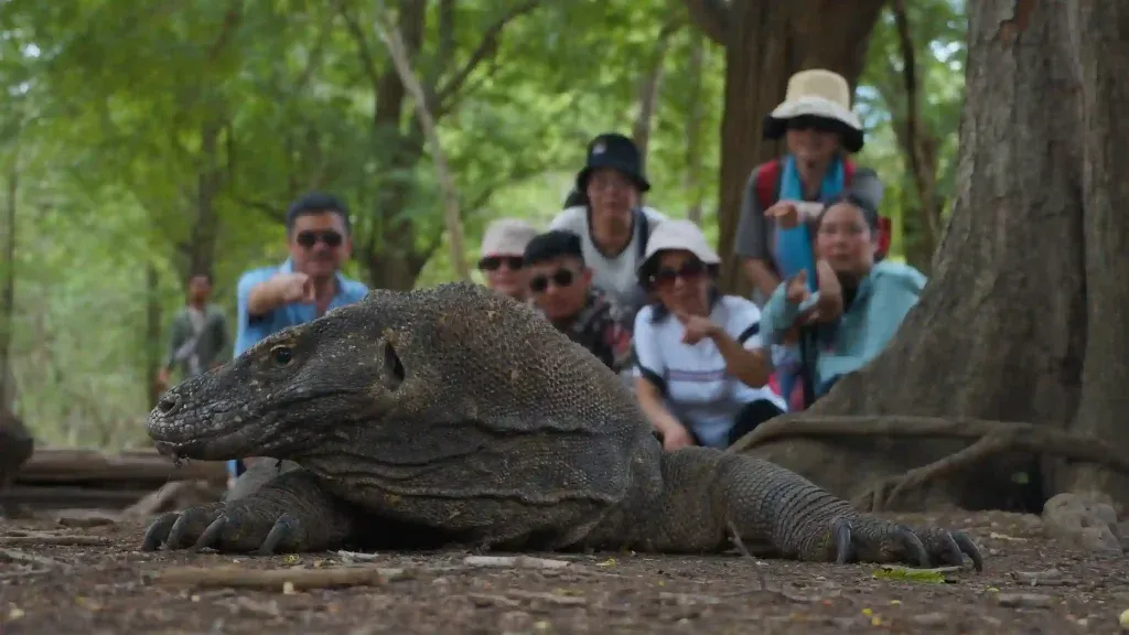 Komodo Island Boat Tour 3 Days